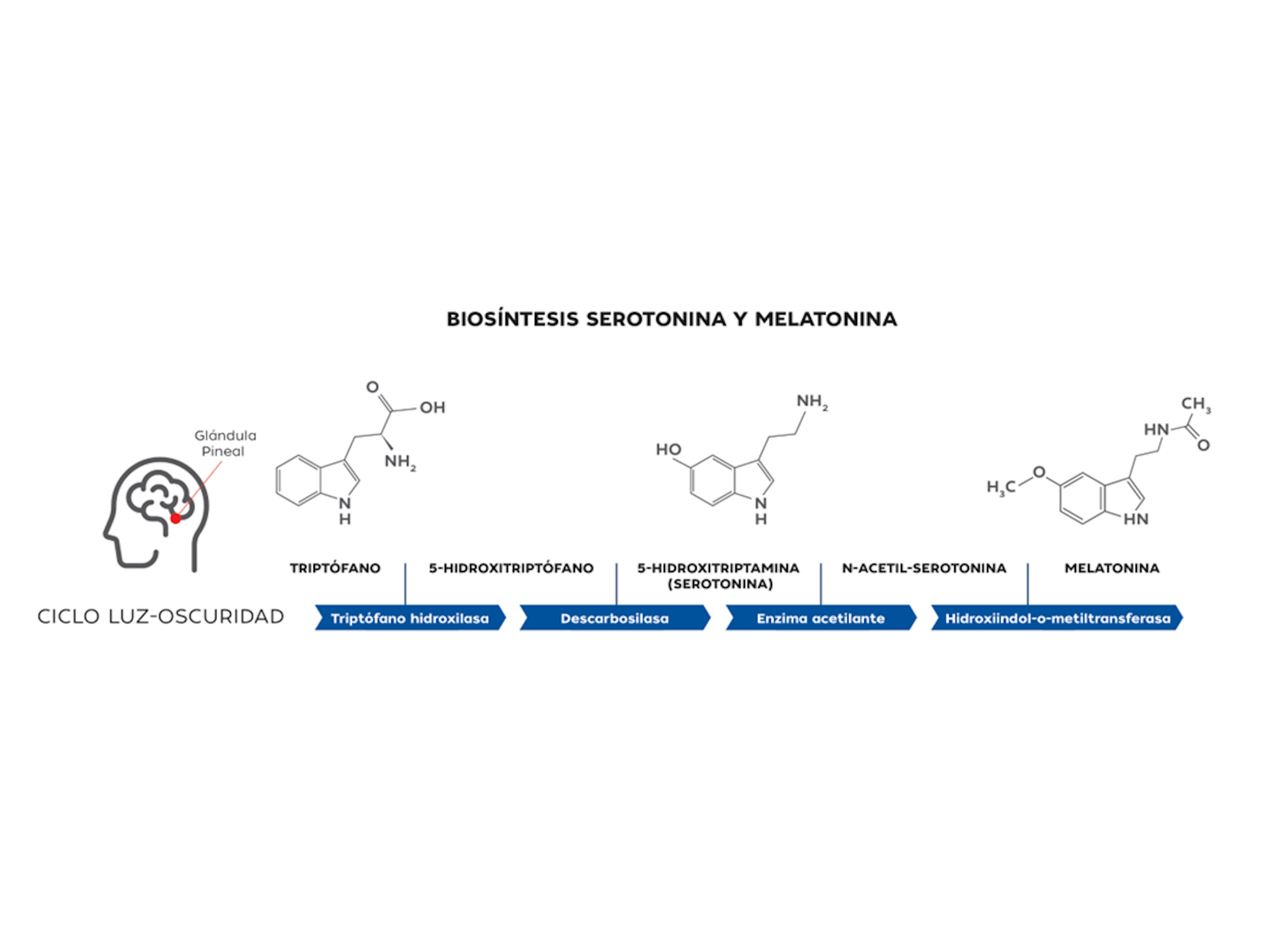 Pharmauto® MelatoninaComplex 30 Comp.